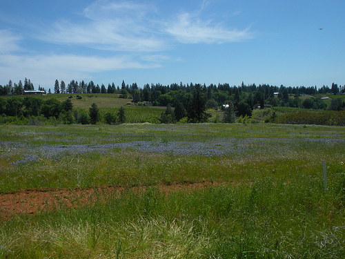 Lupine Apple HIll 2