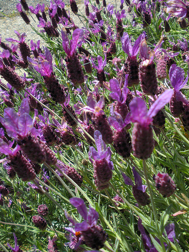 lavender close up