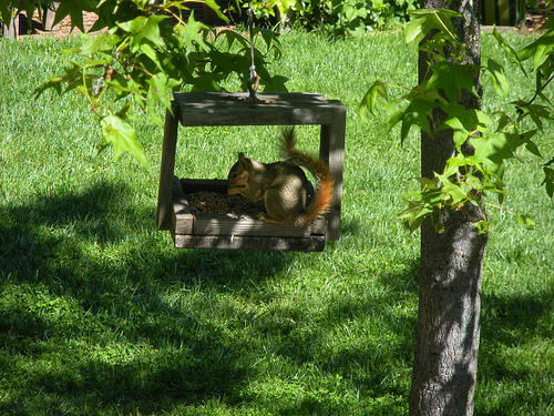 squirrel in the birdfeeder