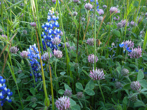 lupines clover and a bee