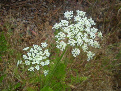 Queen Anne's Lace 5 26 10