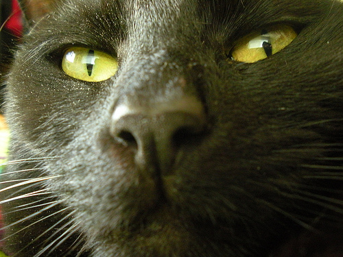 Cocoa Up Close