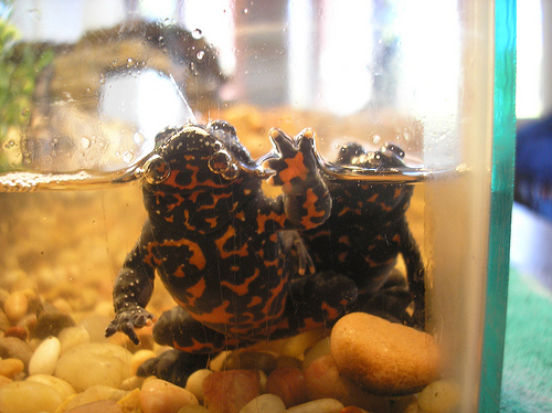 Fire-bellied Toad