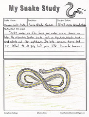 Garter snake journal