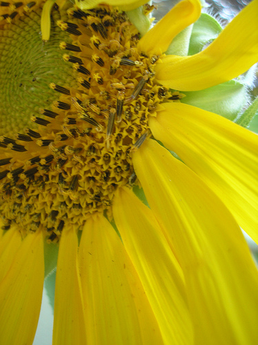 Sunflower with petals