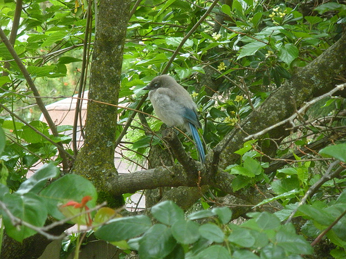 Baby Scrub Jay 5 27 10