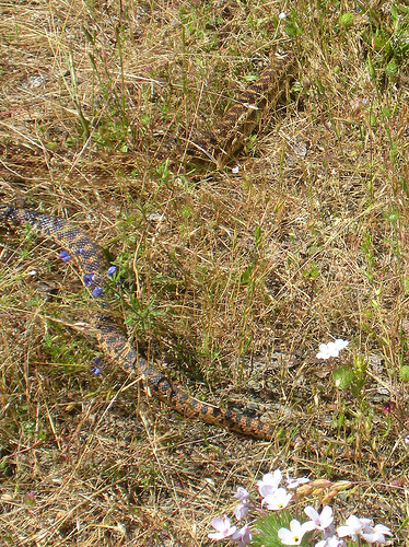 Gopher Snake 1