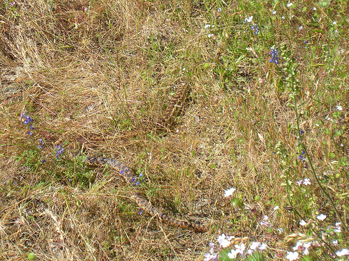 Gopher Snake 2