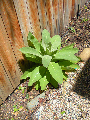 Mullein