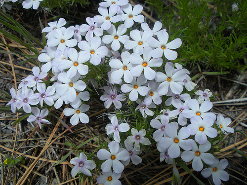 Phlox