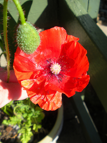 Poppy close up