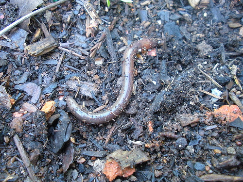 Earthworm (1)
