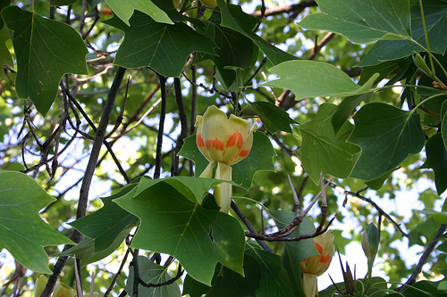 Tulip Tree Bloom 2