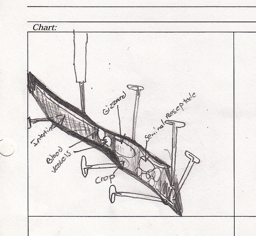 Earthworm dissection