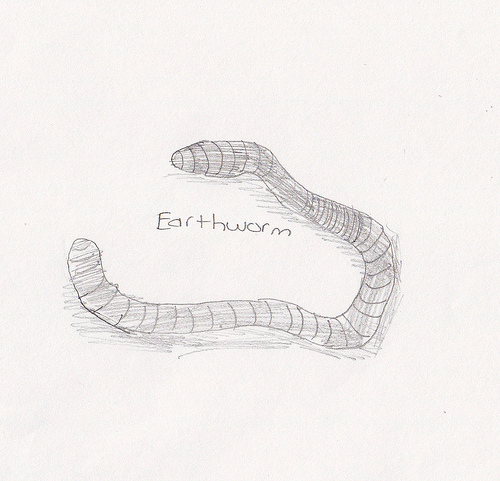 Earthworm sketch