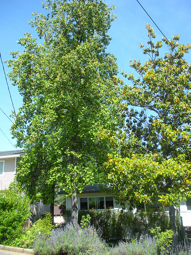 Tulip Tree complete blooms