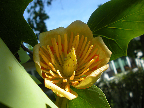 Tulip Tree Blossom