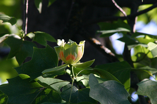 Tulip Tree Bloom 1