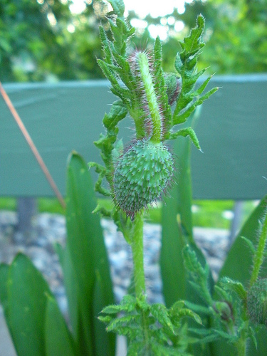 Poppy Bud