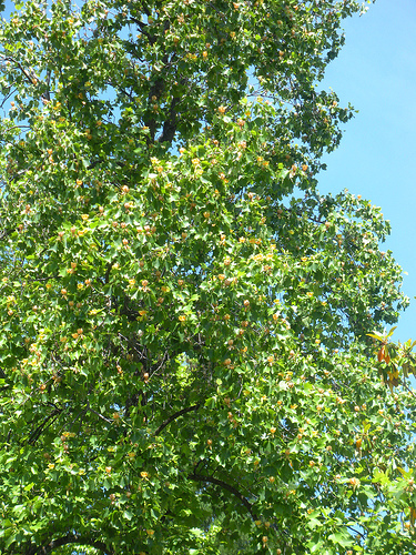 Tulip Tree with blooms