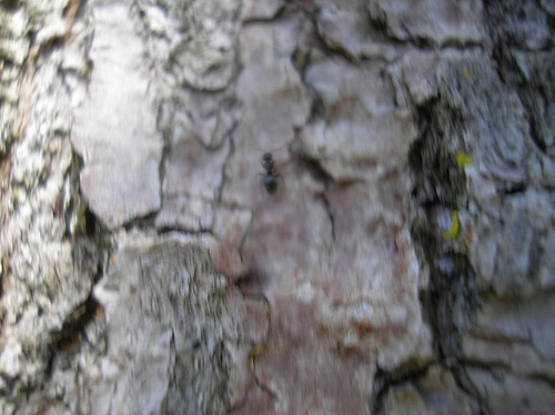 Ants on the tree