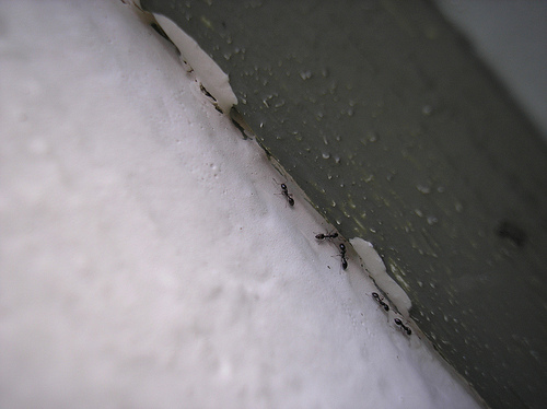 Ants on the wall going to the bird feeder