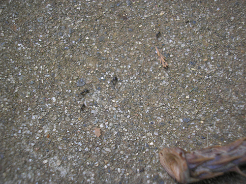 Ants on the sidewalk