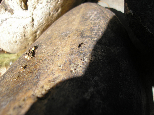 Ants in the rocks