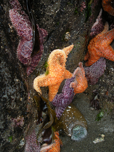 Sea stars