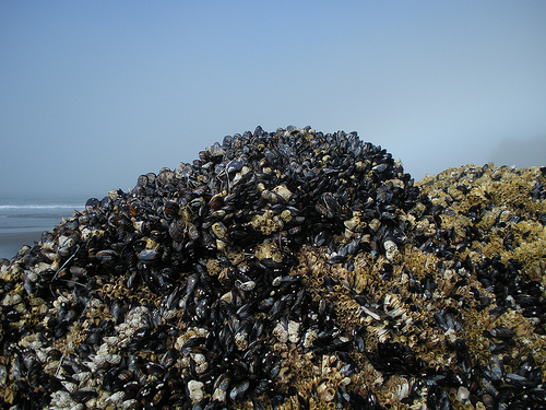 mussels