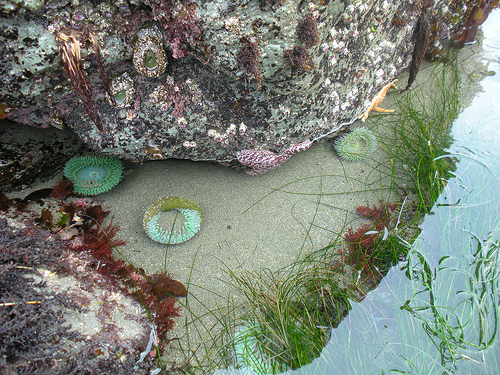 Tidepool with anemones and sea stars