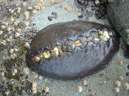 Leather chiton