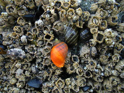 Orange snail