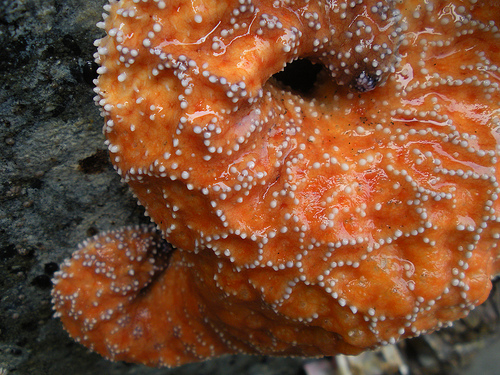 Sea star really close up
