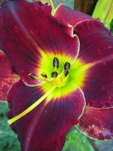 Red Day Lily