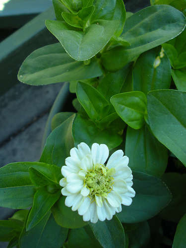 Pixie Zinnias