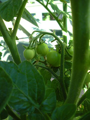 Baby Tomatoes