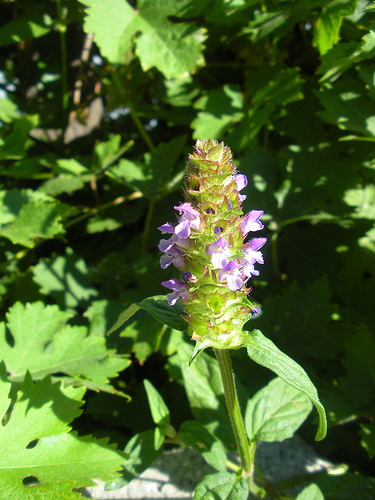 Self Heal