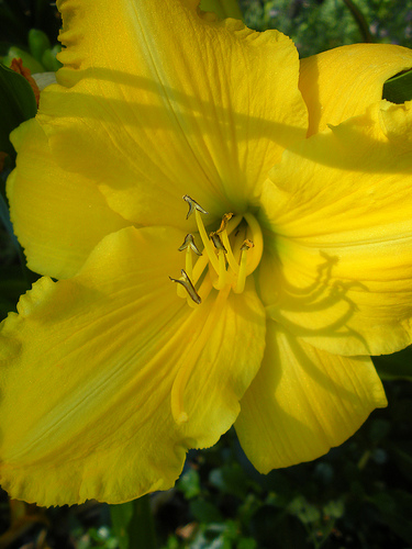 Yellow Day Lily