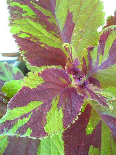 Coleus