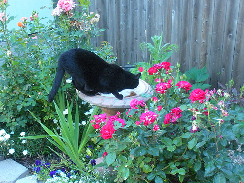 Miss Cocoa drinking from the birdbath