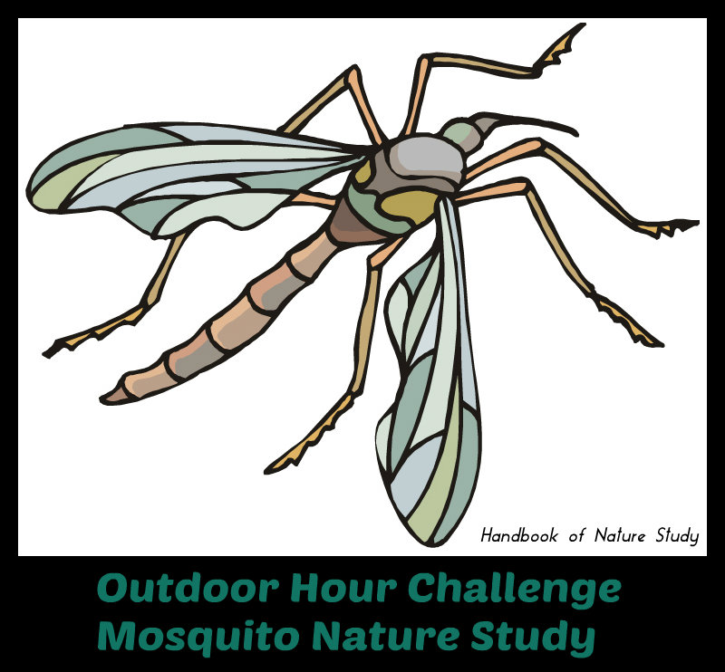Outdoor Hour Challenge Summer Mosquito Nature Study