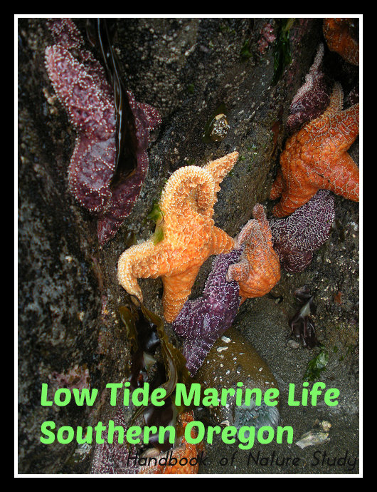Southern Oregon Low Tide Marine Life @handbookofnaturestudy