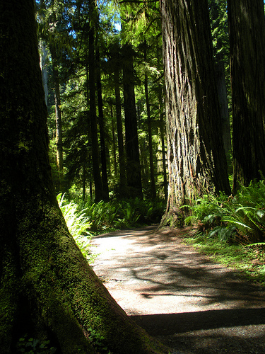 Redwood Forest June 2010