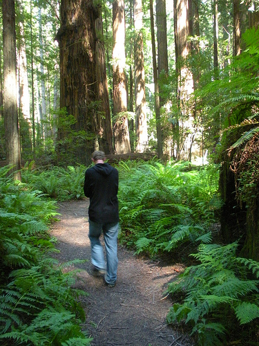 Solitude in the redwoods