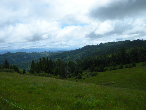 Redwoods near Ferndale