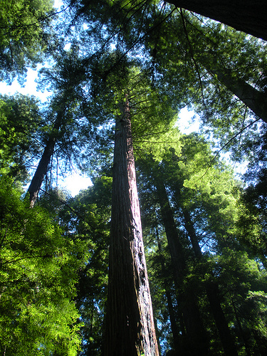 Tall trees Humboldt