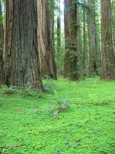 Redwoods and redwood sorrel