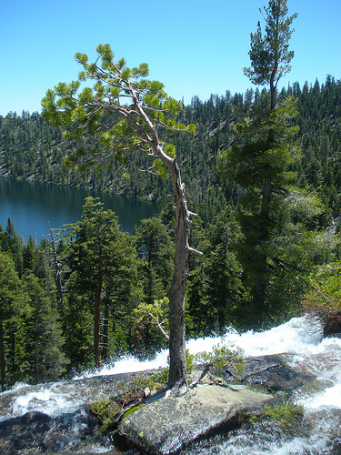 Tree in the Falls