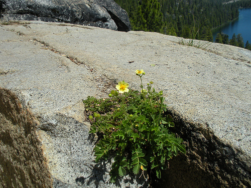 Wildflower at Cascade Falls